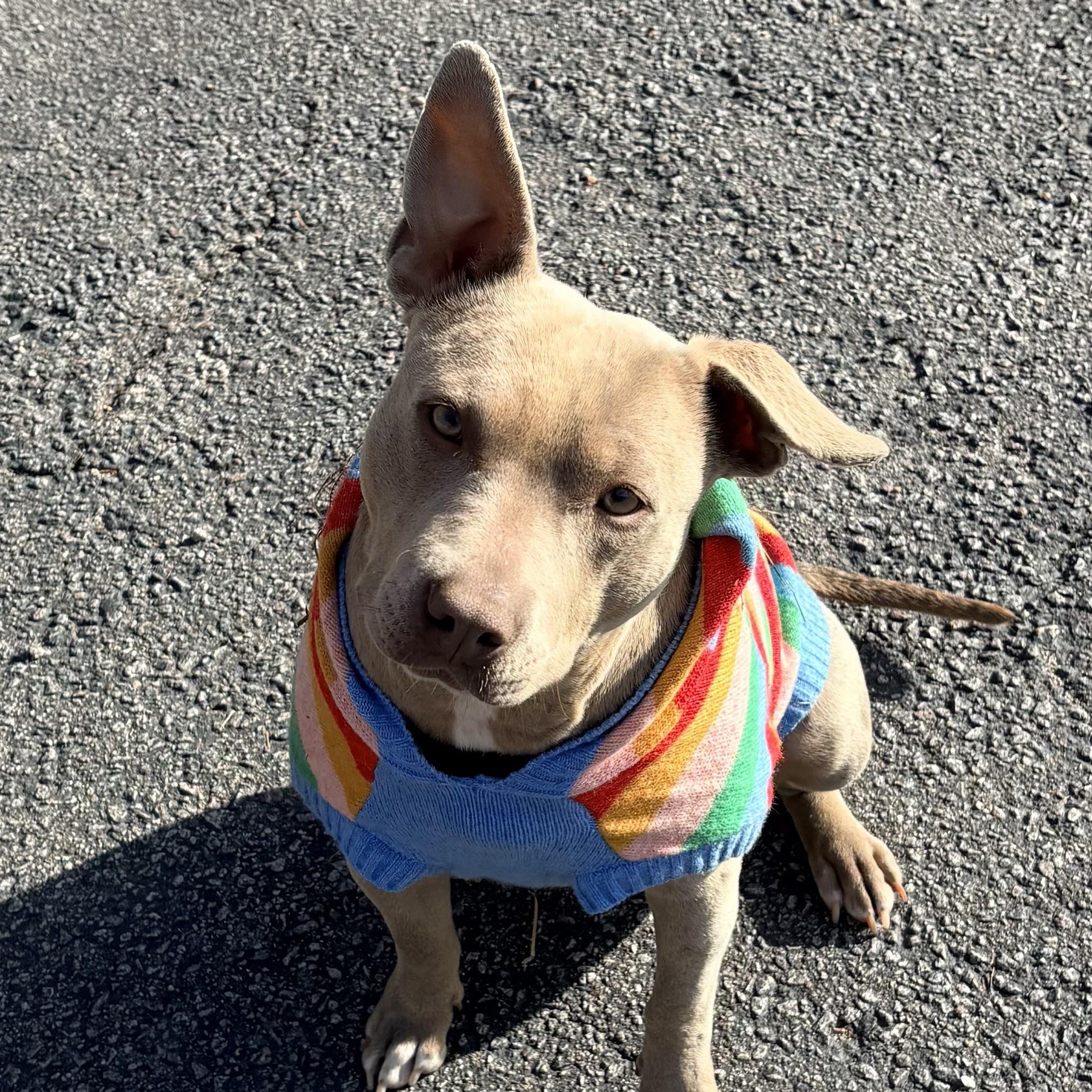 Enlarge Hazel, a Adoptable mixed breed in West Chester, PA image 1/6