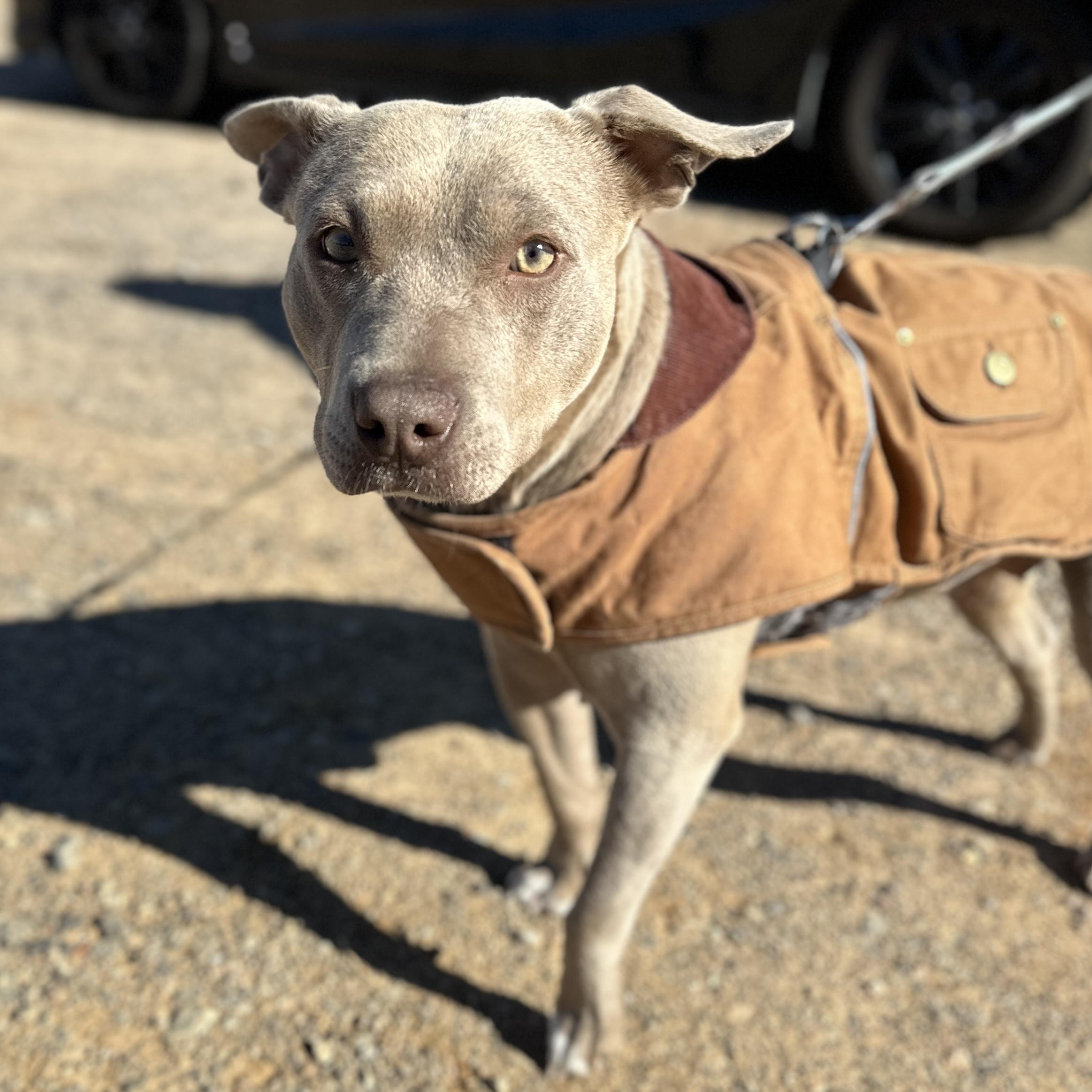 Enlarge Hazel, a Adoptable mixed breed in West Chester, PA image 2/6