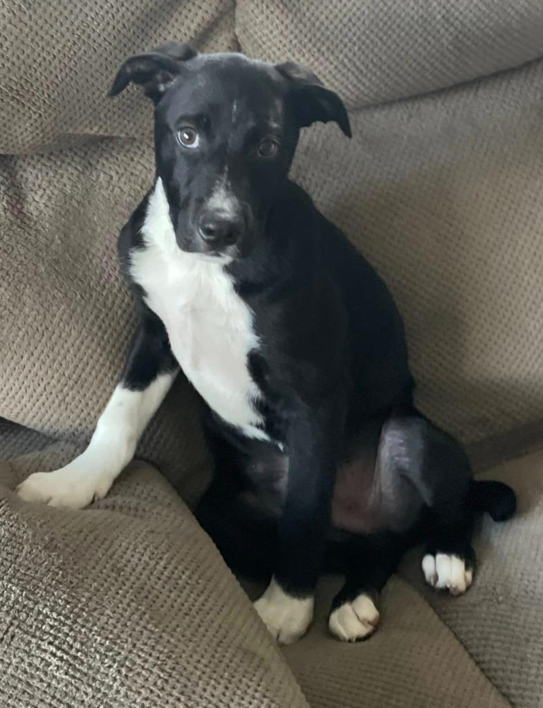 Enlarge Tinsel, a Adoptable mixed breed in Fond Du Lac, WI image 1/4