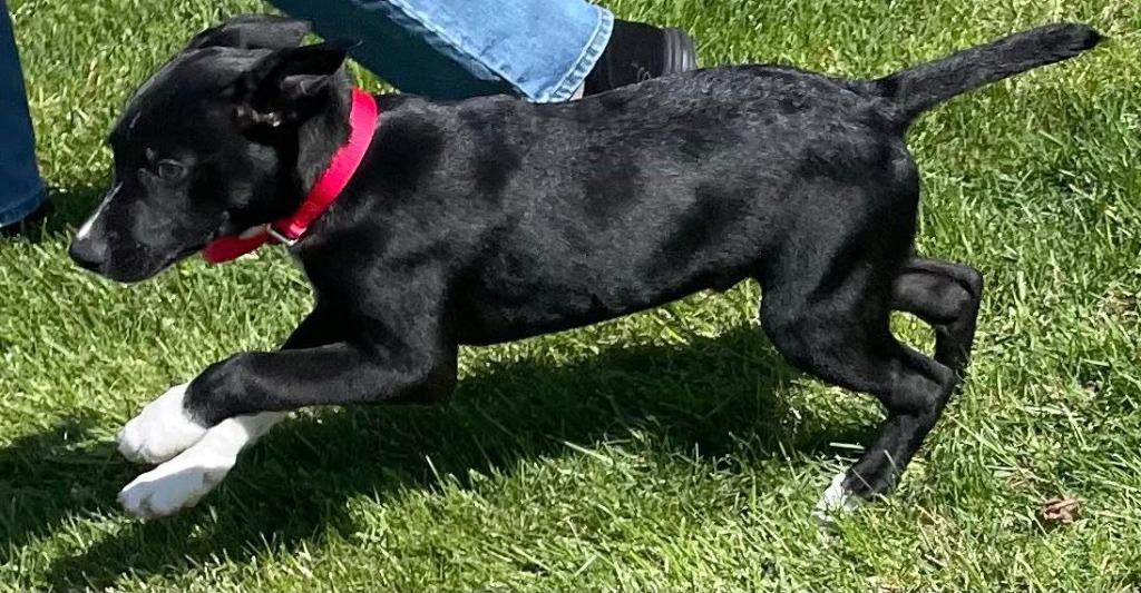 Tinsel, Adoptable, Puppy Male Collie.
