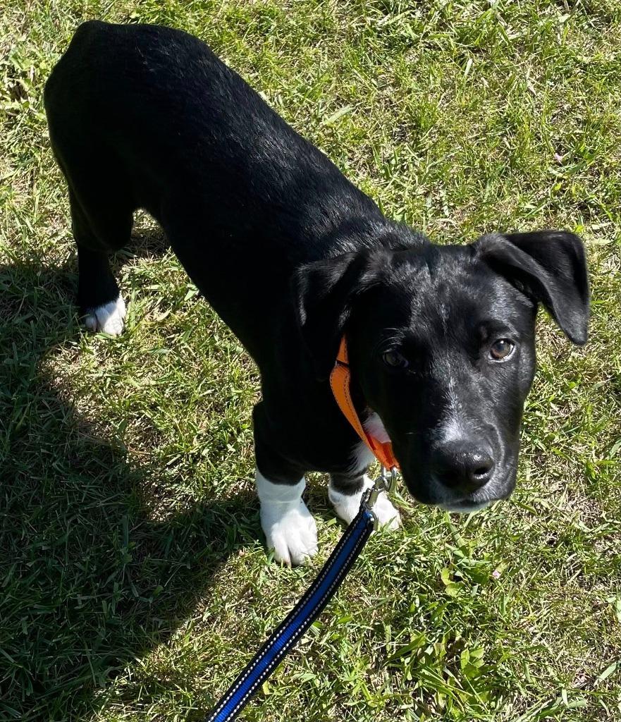 Tinsel, a Adoptable mixed breed in Fond Du Lac, WI image 2/5