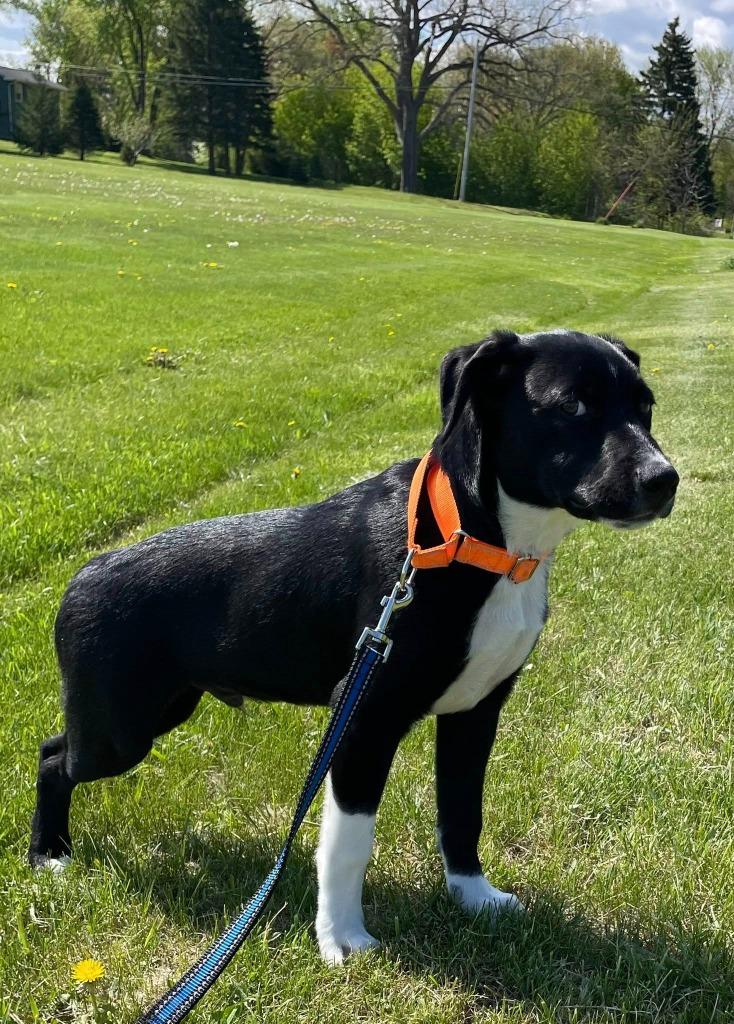 Tinsel, a Adoptable mixed breed in Fond Du Lac, WI image 3/5