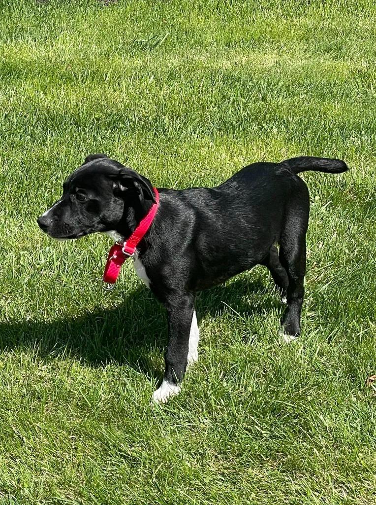 Enlarge Tinsel, a Adoptable mixed breed in Fond Du Lac, WI image 3/4