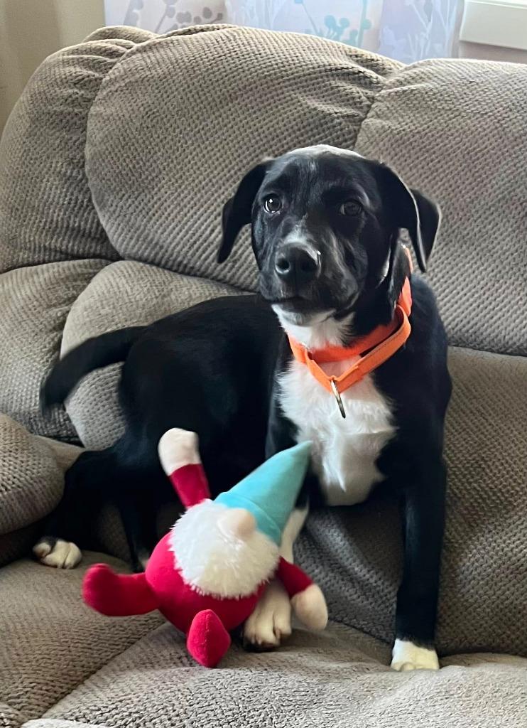 Tinsel, a Adoptable mixed breed in Fond Du Lac, WI image 4/5