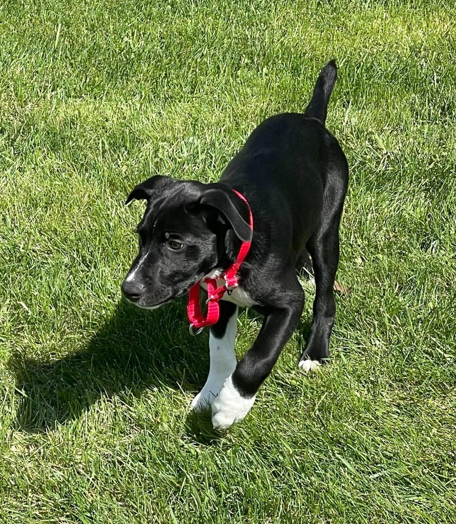 Enlarge Tinsel, a Adoptable mixed breed in Fond Du Lac, WI image 4/4