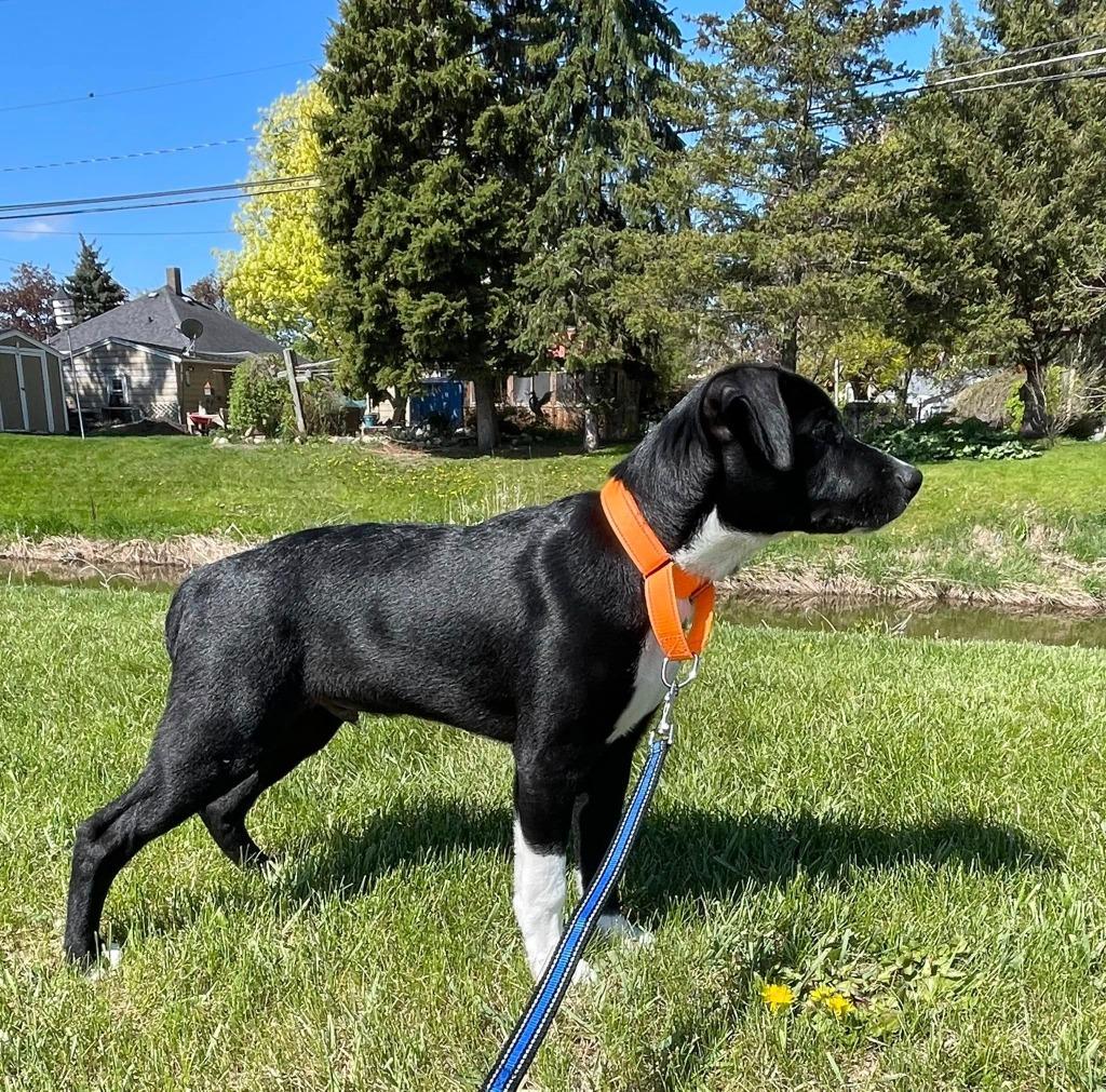 Tinsel, a Adoptable mixed breed in Fond Du Lac, WI image 5/5