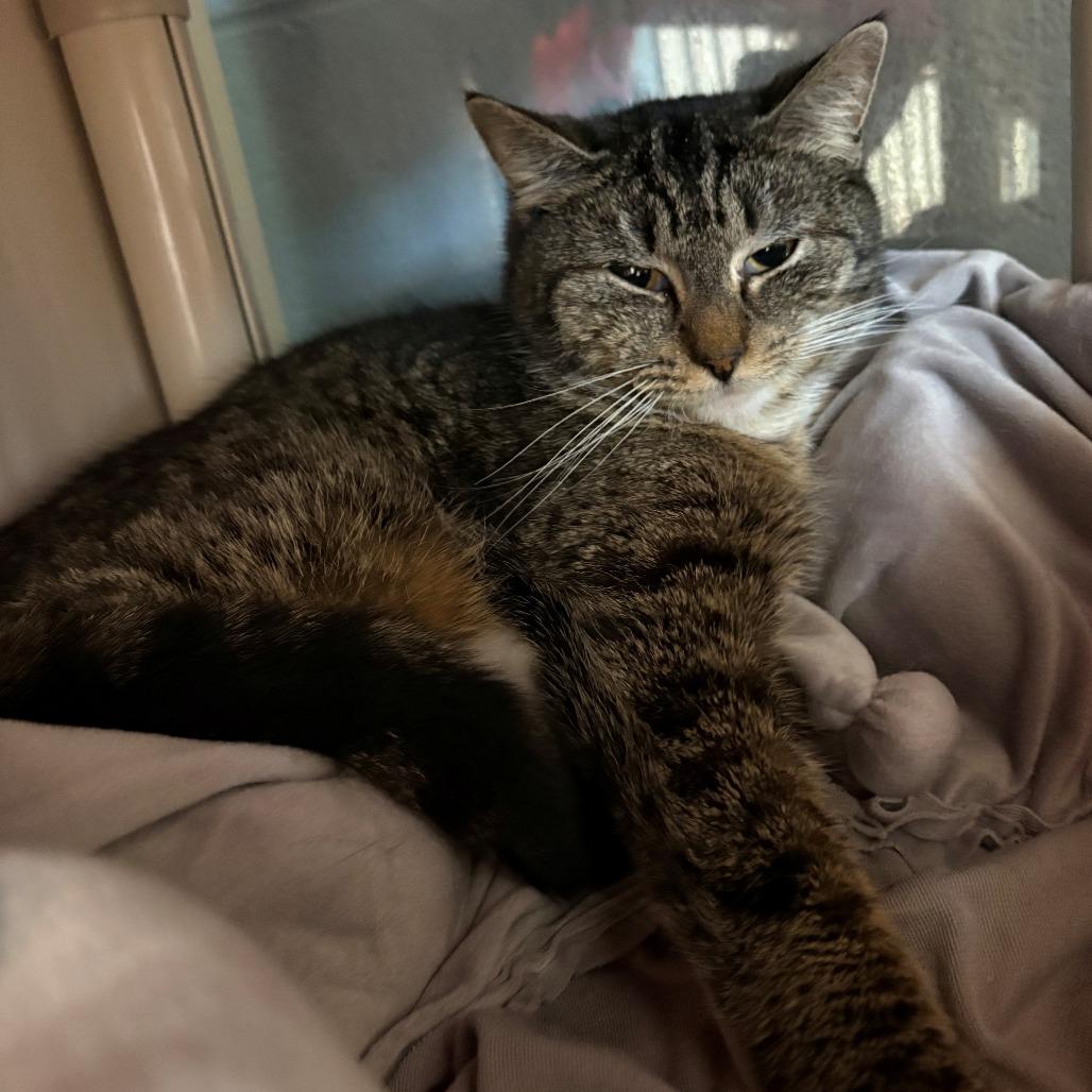 Mia, Adoptable, Adult Female Domestic Short Hair.