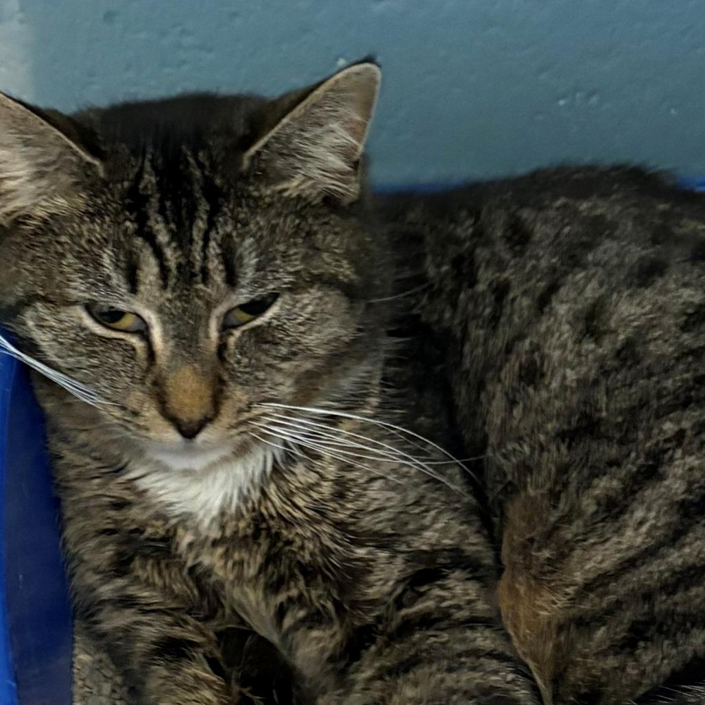 Enlarge Mia, a Adoptable Domestic Short Hair in East Hanover, NJ image 2/4