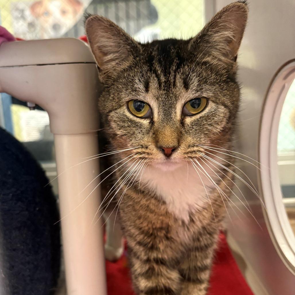 Enlarge Mia, a Adoptable Domestic Short Hair in East Hanover, NJ image 3/4