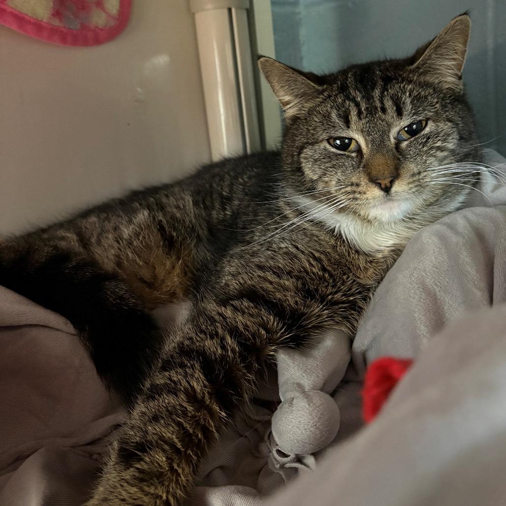 Enlarge Mia, a Adoptable Domestic Short Hair in East Hanover, NJ image 4/4