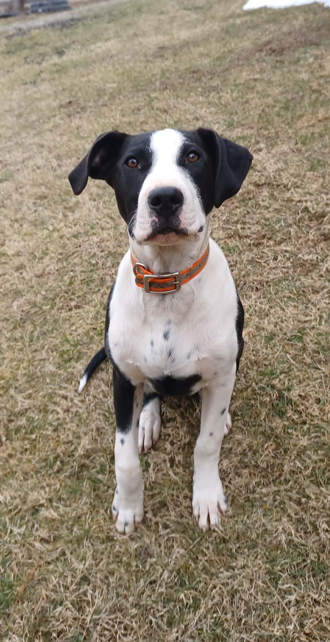 Jasper (5mo, 35lbs), Adoptable, Young Male Hound.