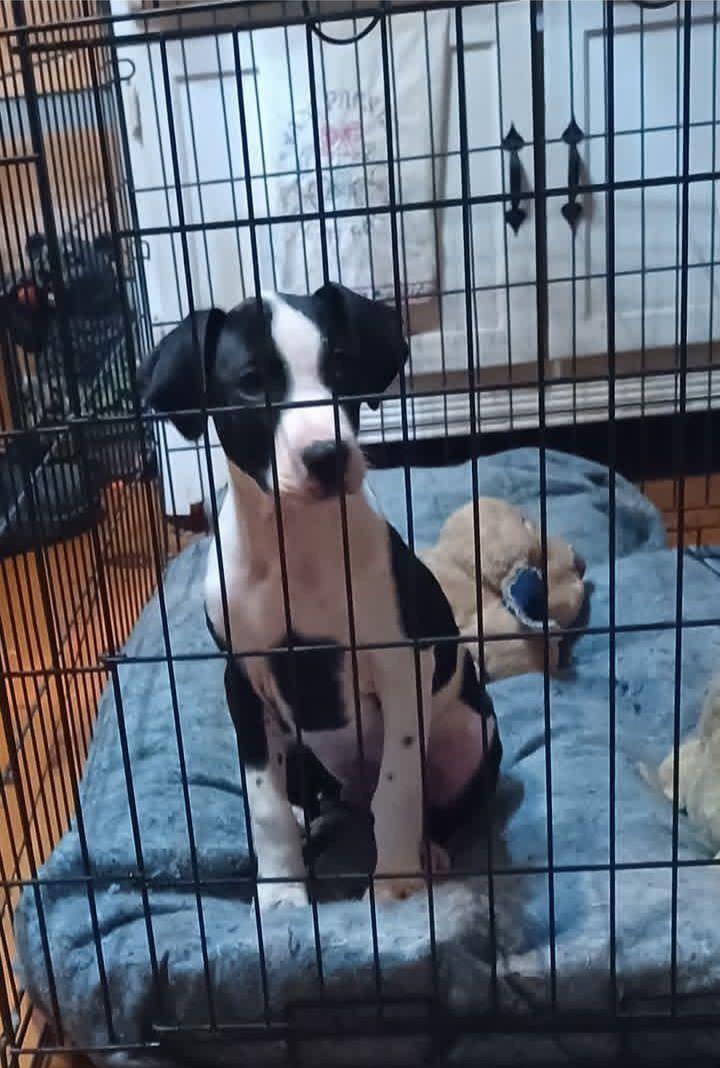 Jasper (12wo, 22lbs), a Adoptable Hound in Hinton, WV image 2/3