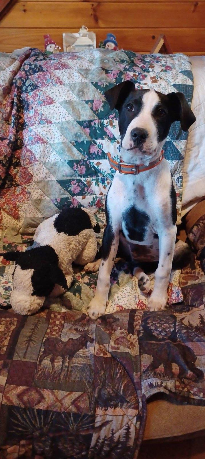 Jasper (12wo, 22lbs), a Adoptable Hound in Hinton, WV image 3/3