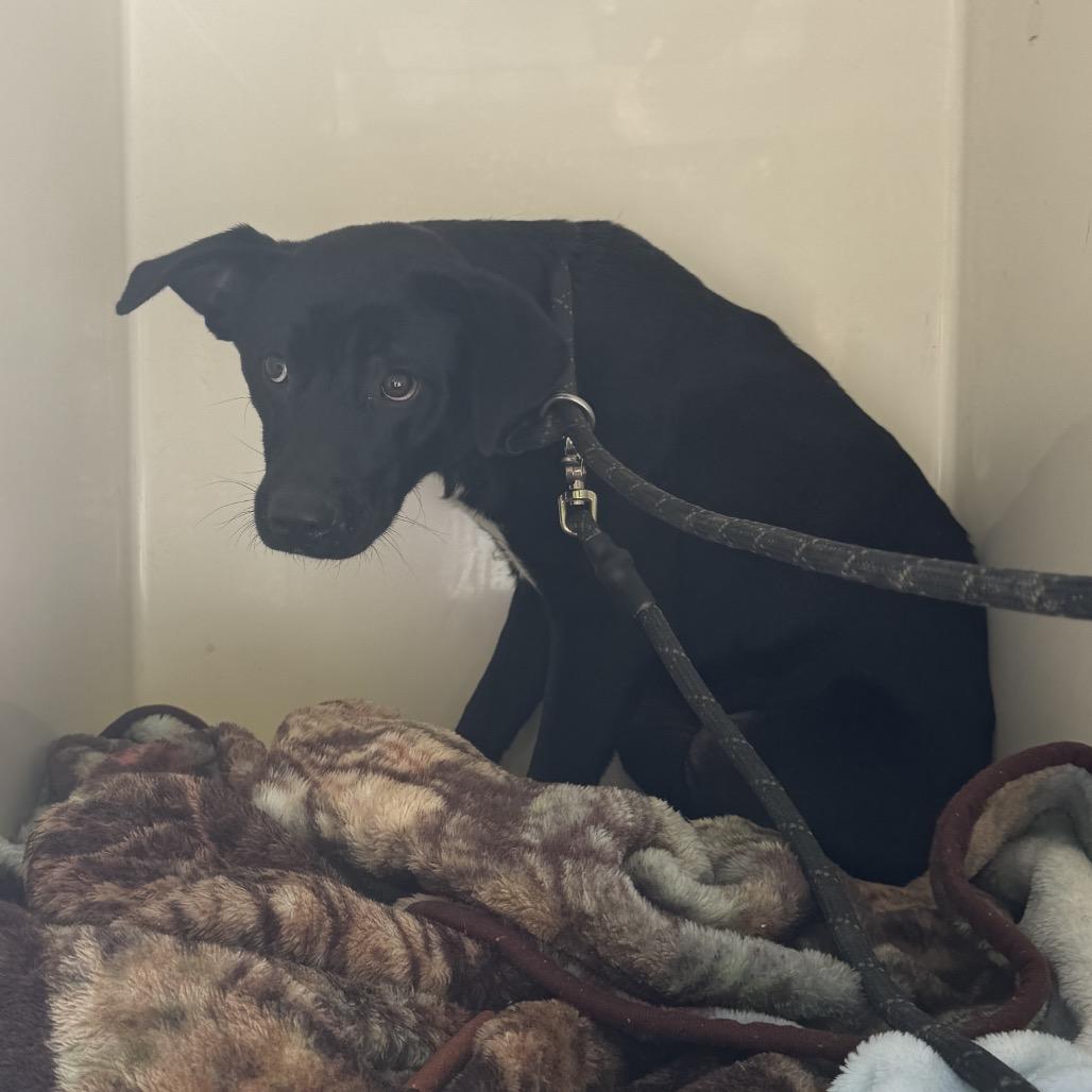 Enlarge Charles, a Adoptable Mixed Breed in Charleston, WV image 1/2