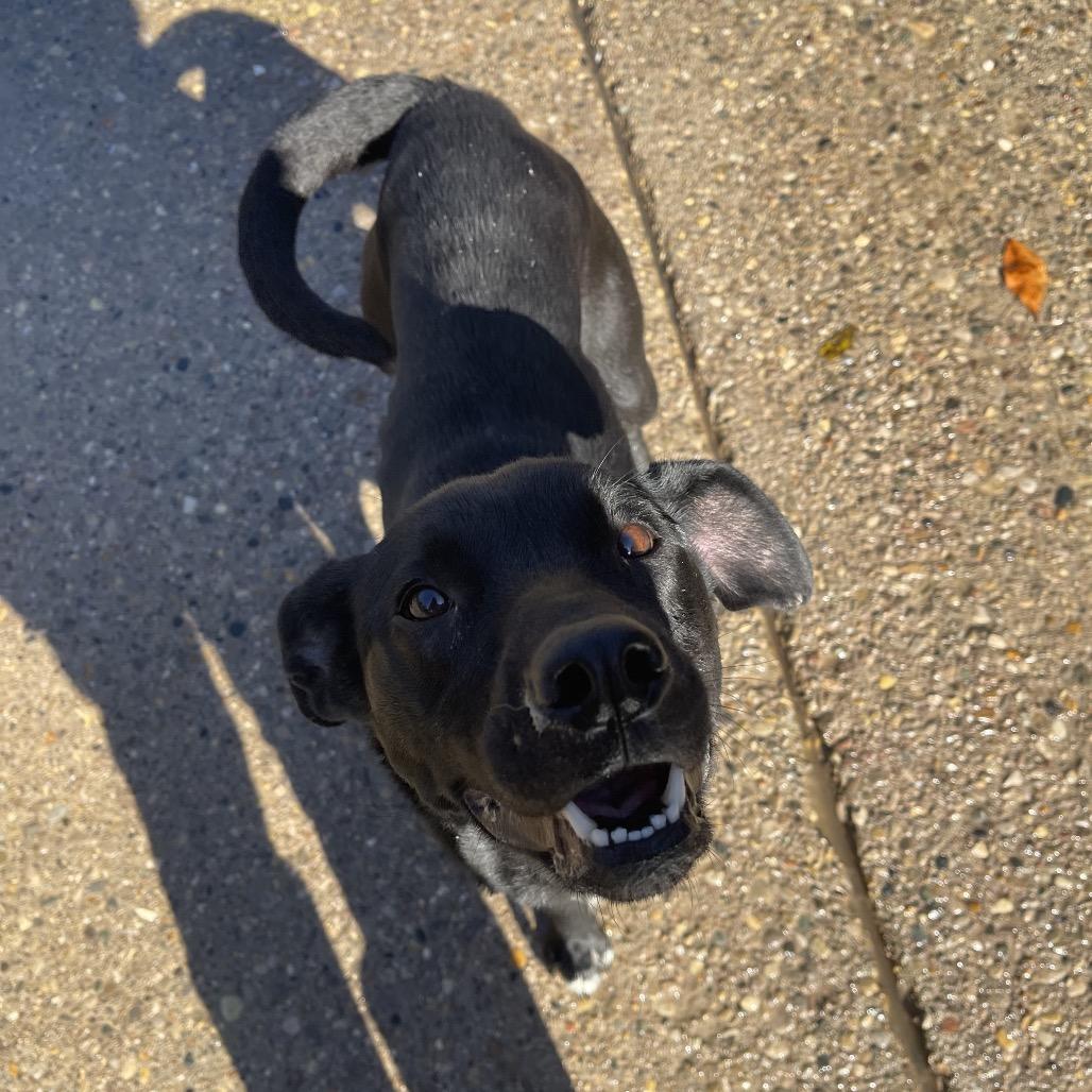 Enlarge Charles, a Adoptable Mixed Breed in Charleston, WV image 2/2