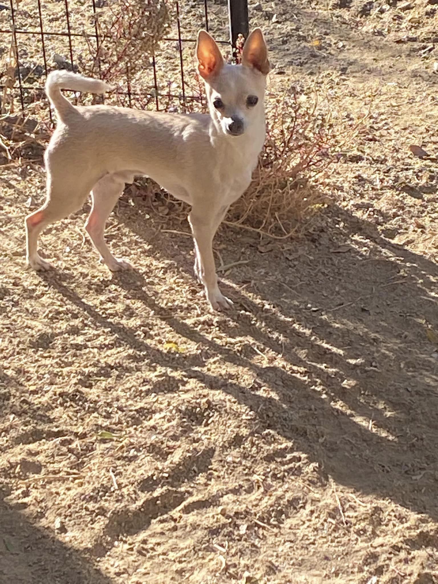 Enlarge Stuart, a Adopted Chihuahua in YERINGTON, NV image 2/3