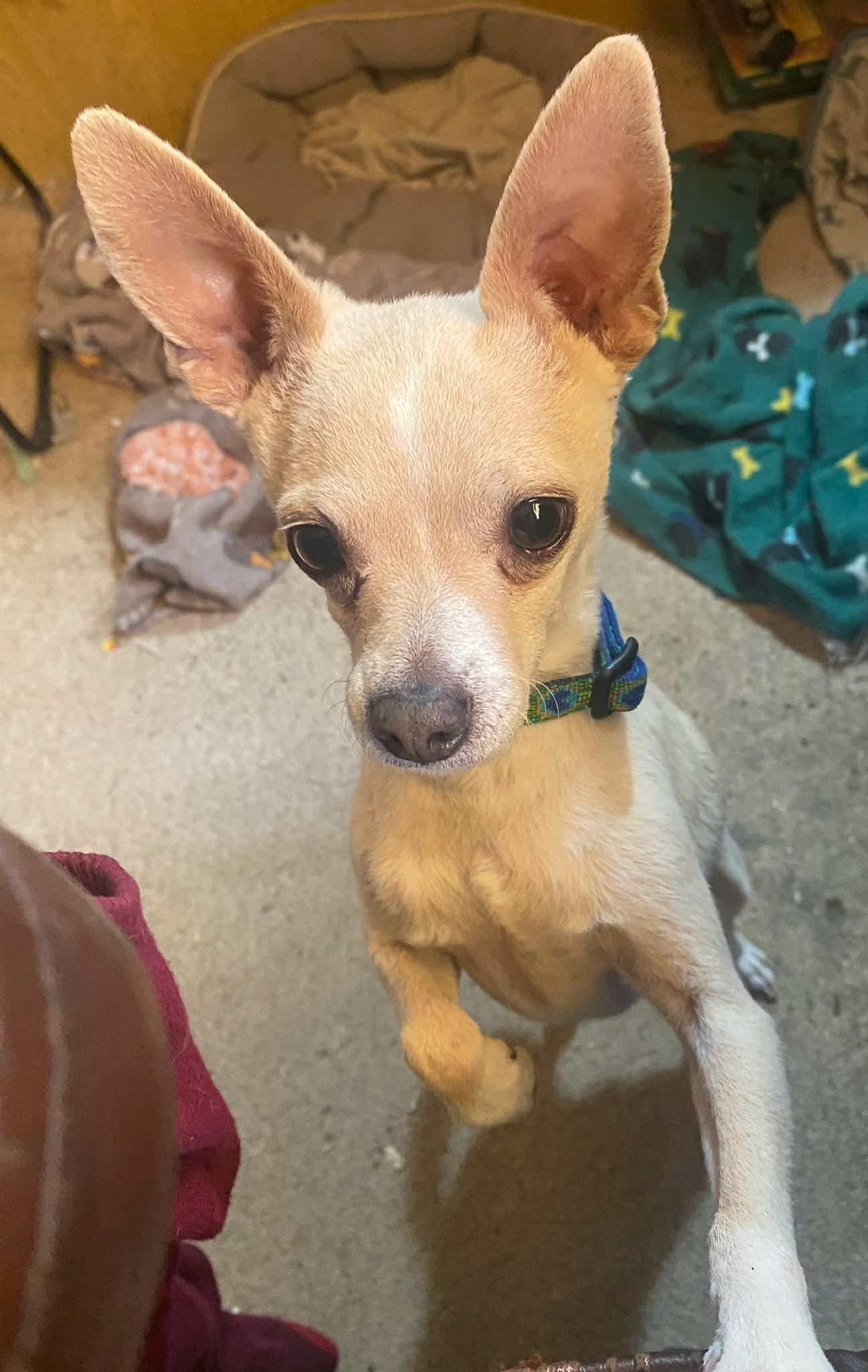 Stuart, Adopted, Adult Male Chihuahua.