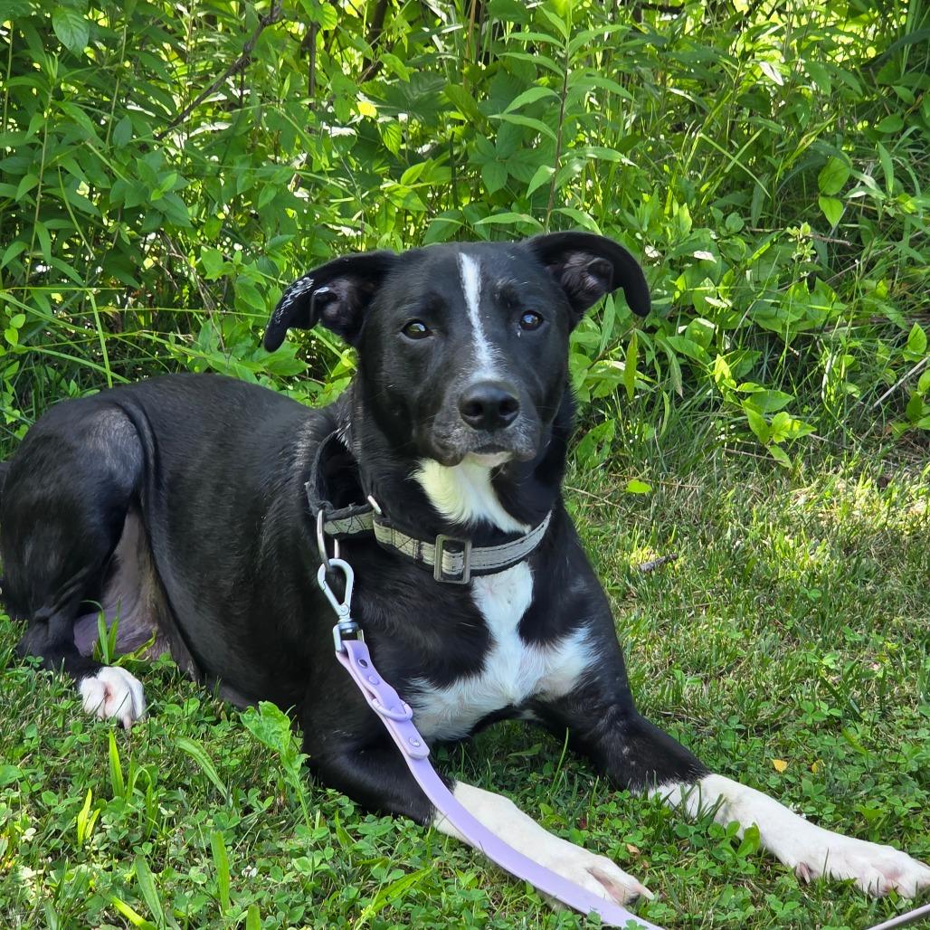 Momma Jezabella, Adoptable, Young Female Mixed Breed.