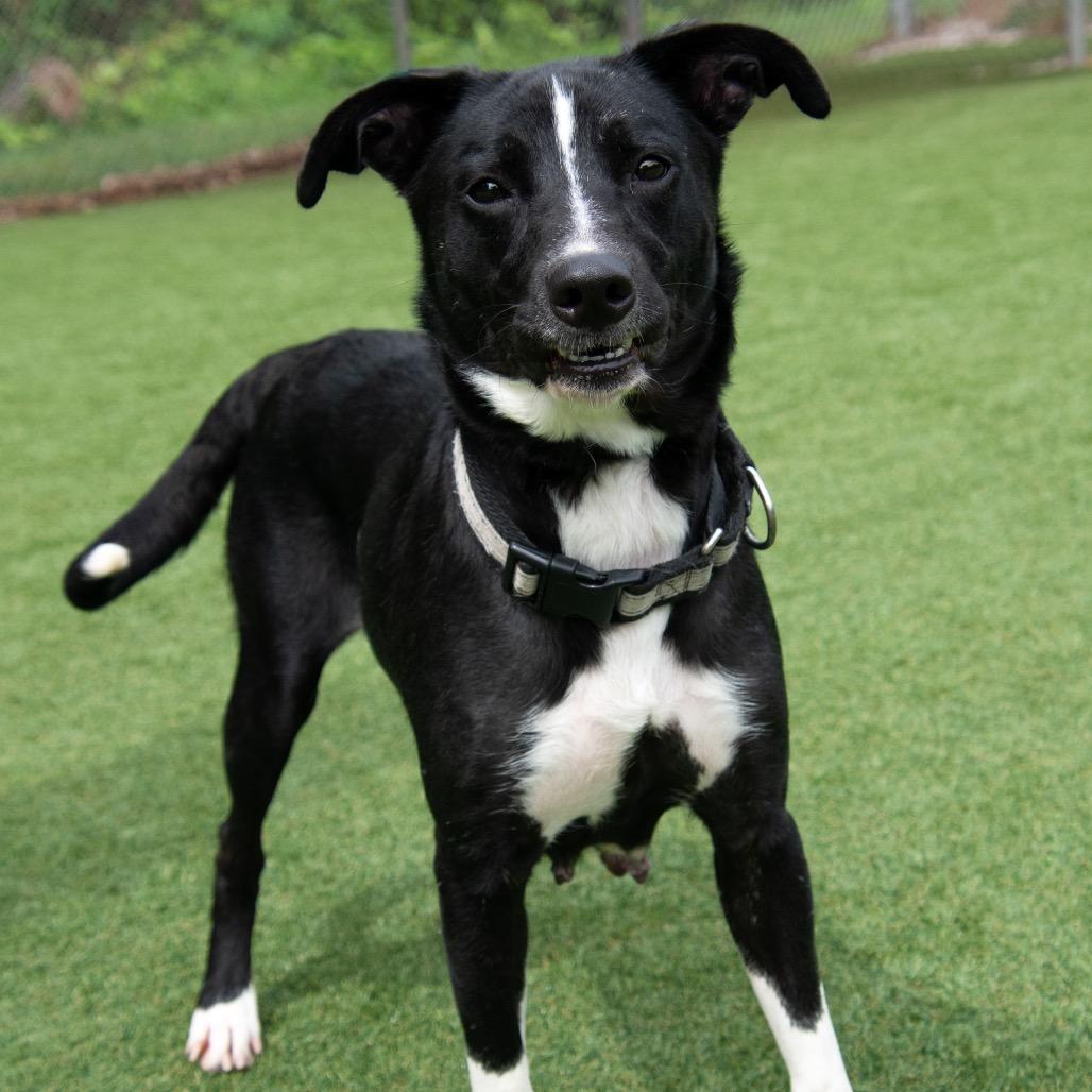 Momma Jezabella, a Adoptable Mixed Breed in Parkersburg, WV image 2/6