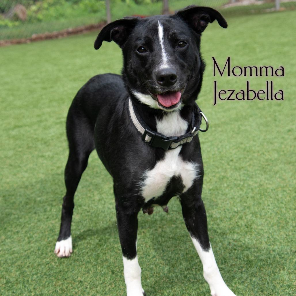 Momma Jezabella, a Adoptable Mixed Breed in Parkersburg, WV image 3/6