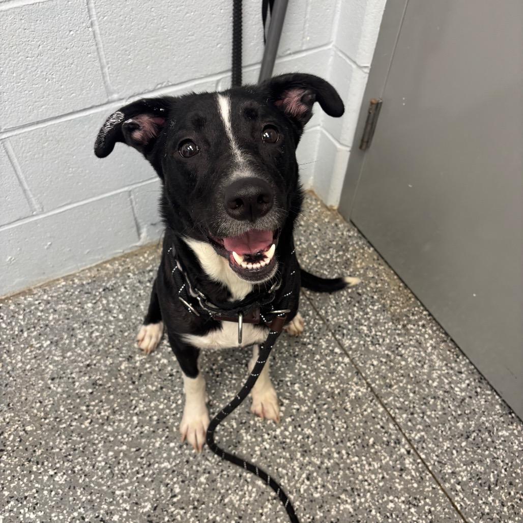 Momma Jezabella, a Adoptable Mixed Breed in Parkersburg, WV image 4/6