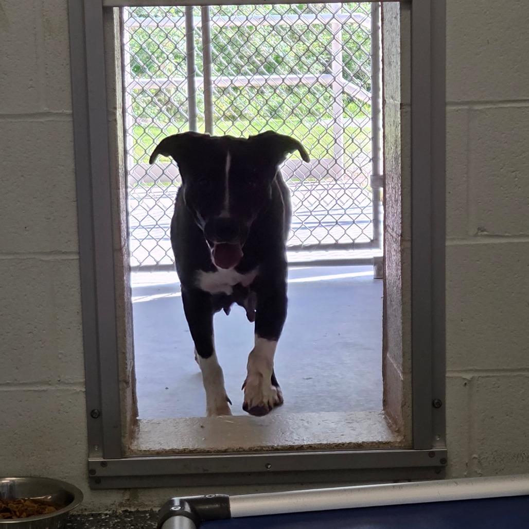 Momma Jezabella, a Adoptable Mixed Breed in Parkersburg, WV image 5/6