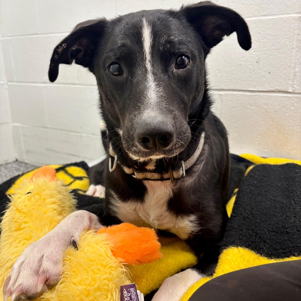 Momma Jezabella, a Adoptable Mixed Breed in Parkersburg, WV image 6/6