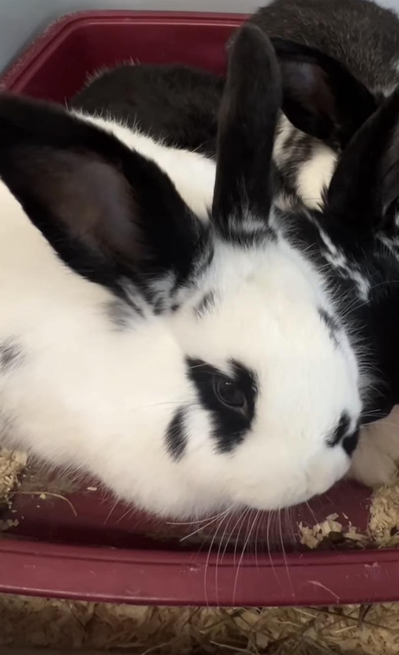 Enlarge Emma & Amelia, a ADOPTABLE English Spot in Andover, CT image 4/6