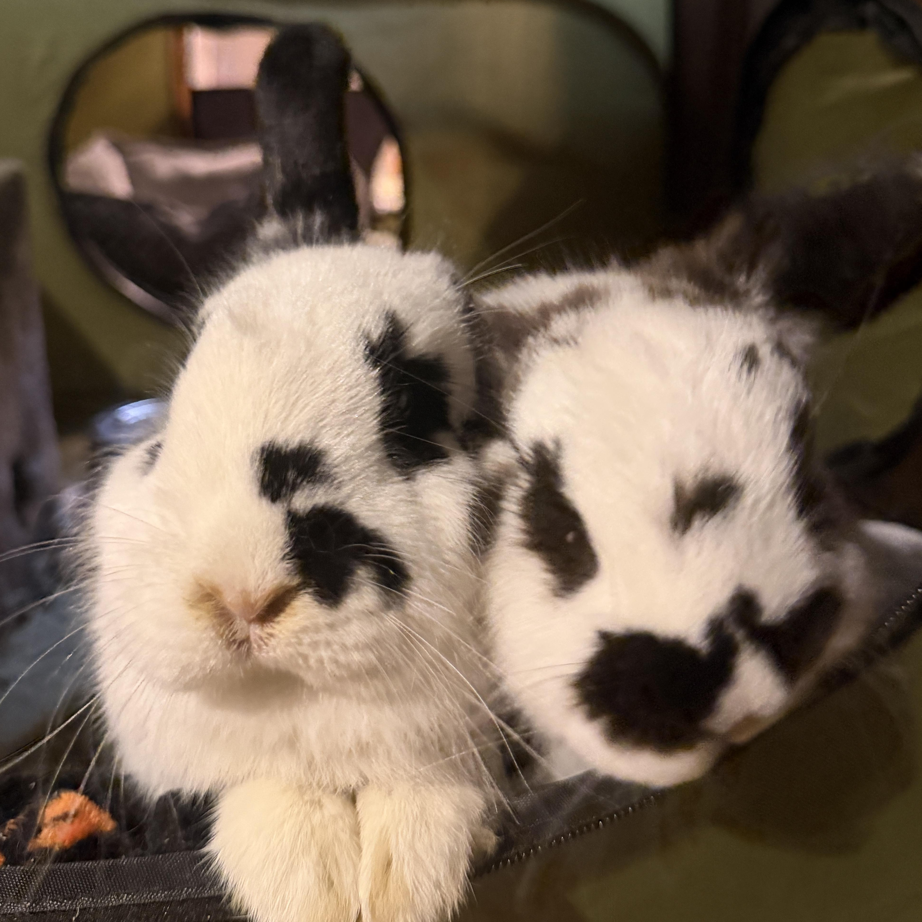 Enlarge Emma & Amelia, a Adoptable English Spot in Andover, CT image 6/6