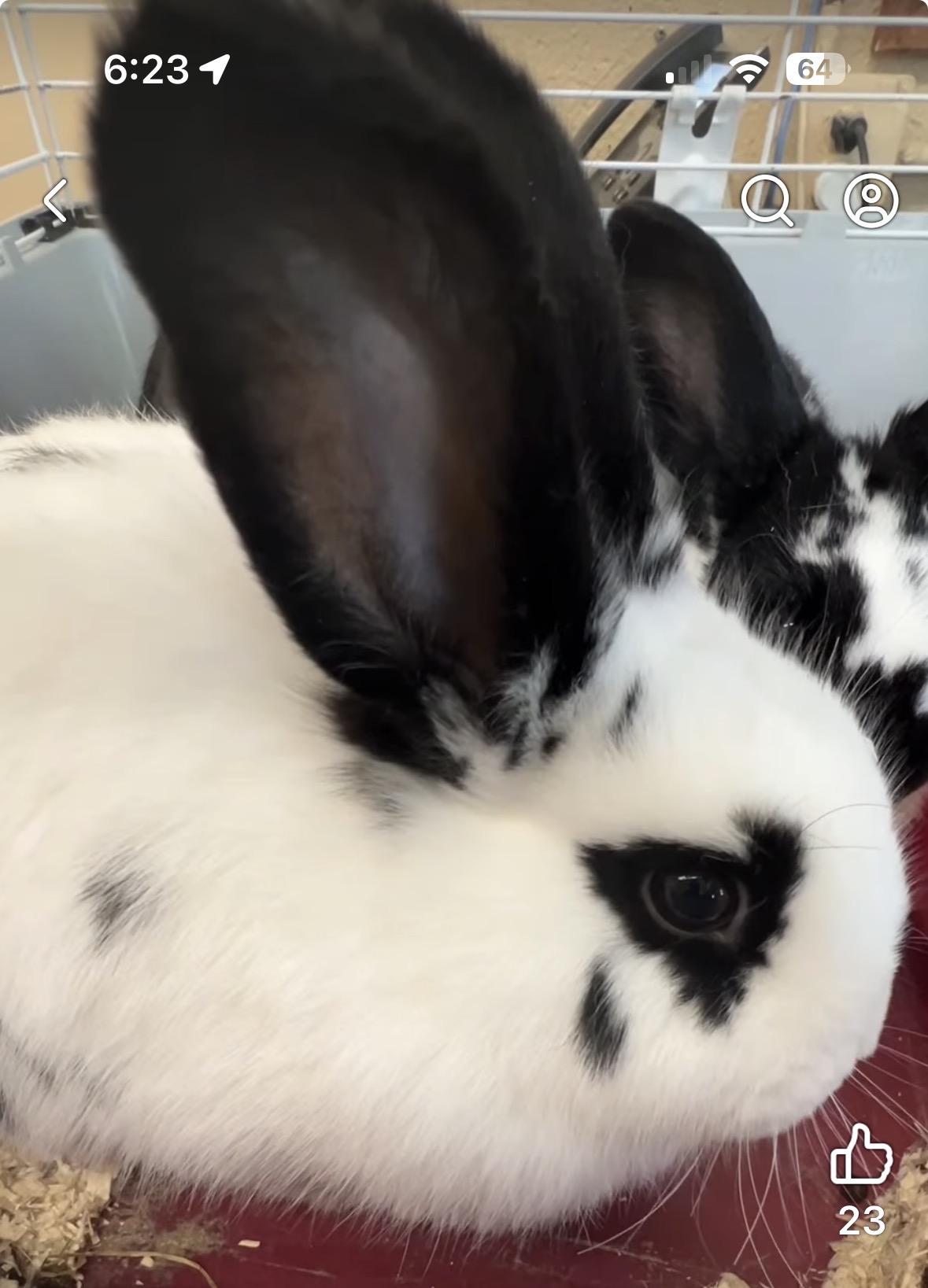 Enlarge Emma & Amelia, a ADOPTABLE English Spot in Andover, CT image 6/6