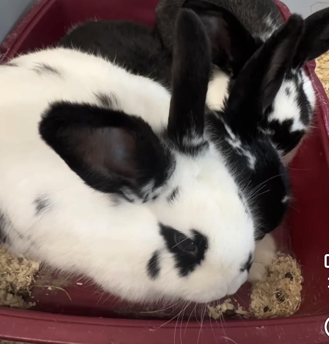 Enlarge Emma & Amelia, a ADOPTABLE English Spot in Andover, CT image 3/6
