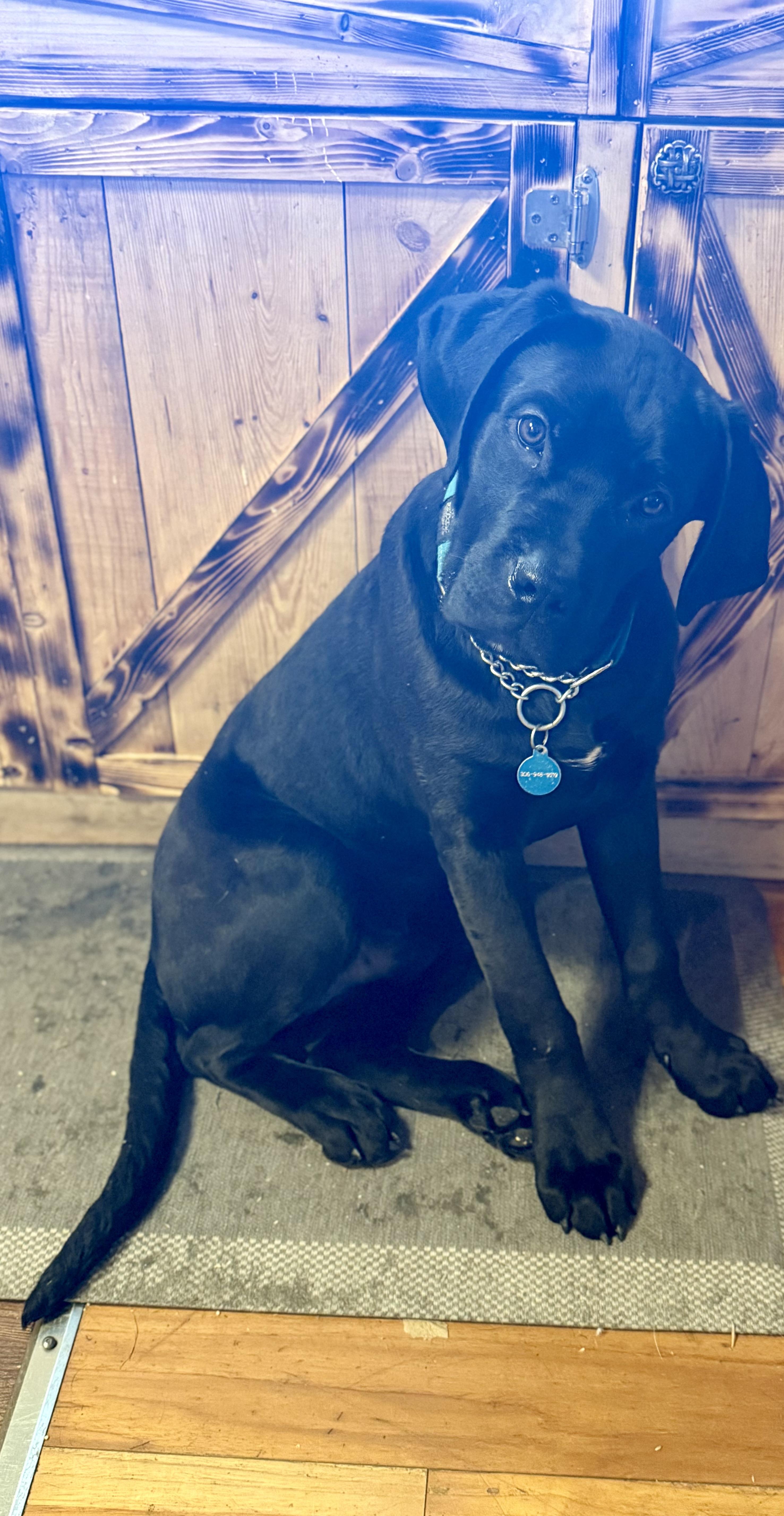 Enlarge Wally, a Adoptable mixed breed in Saskatoon, SK image 2/2