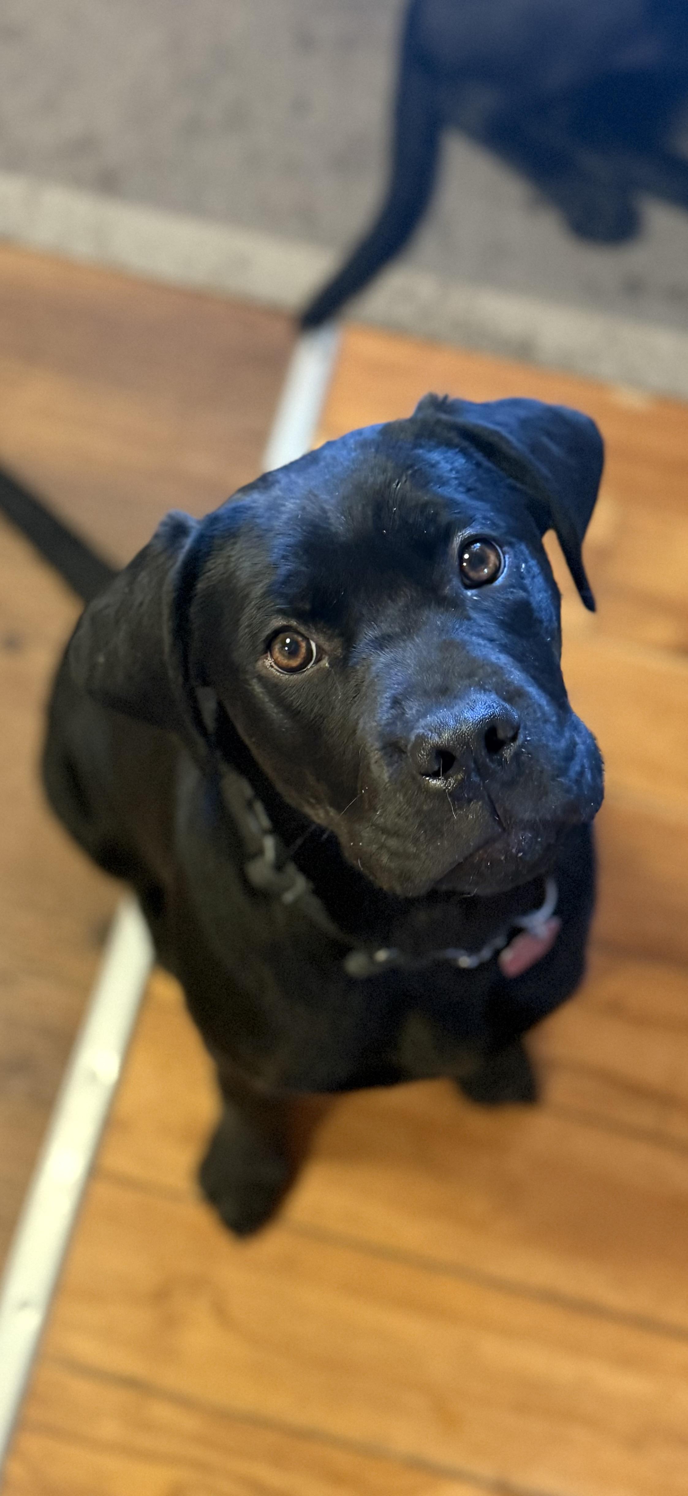 Wally, Adoptable, Puppy Male Cane Corso.