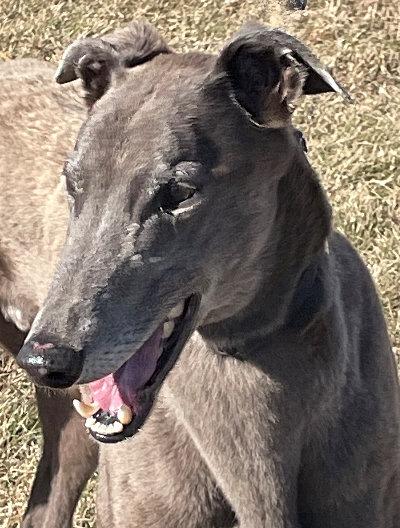 Milo (aka Surender), an adopted Greyhound in Dallas, TX image 2/2