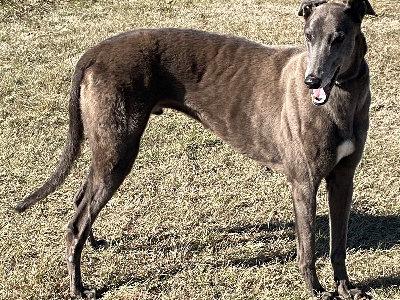 Milo (aka Surender), an adopted Greyhound in Dallas, TX image 1/2