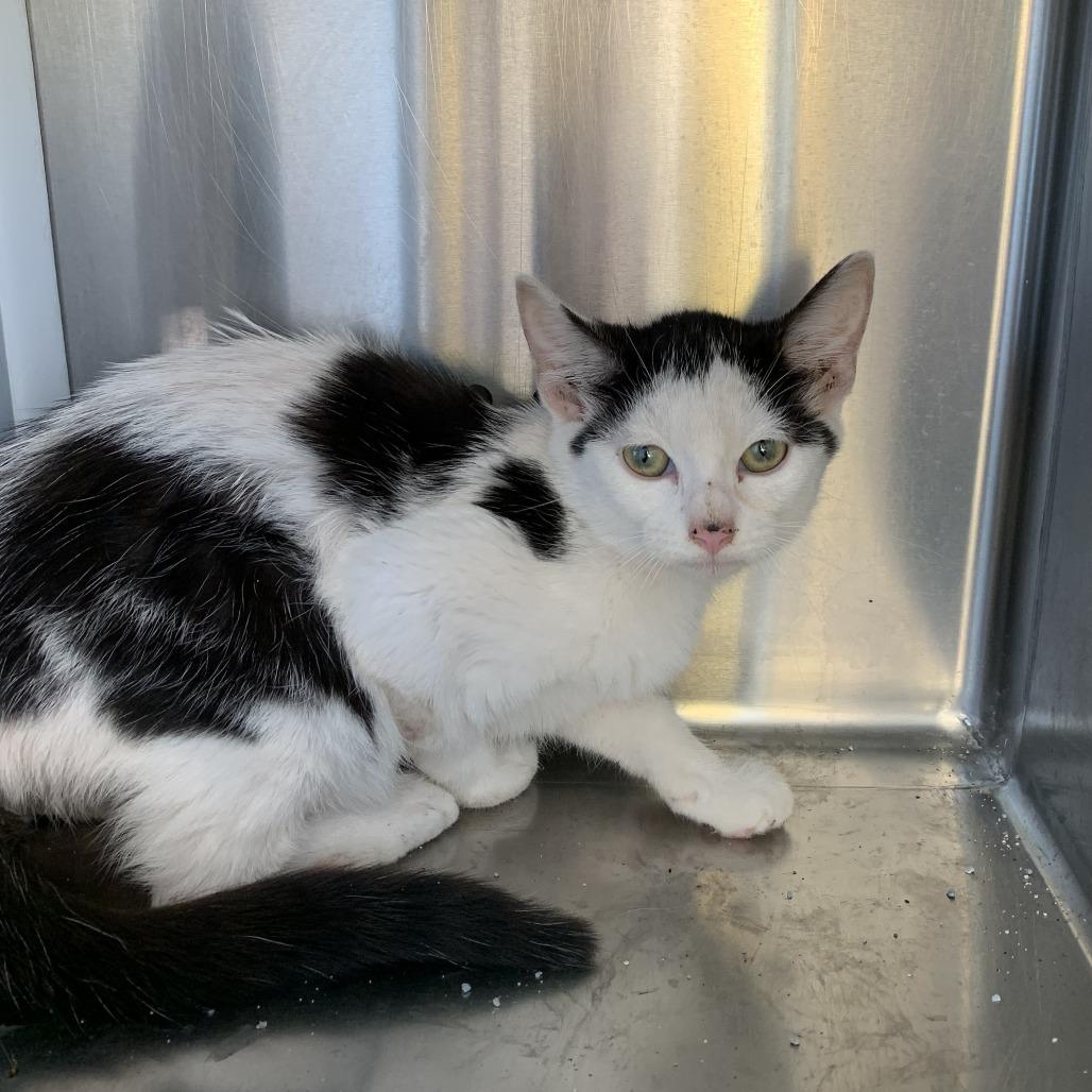 Colgate, Adoptable, Kitten Female Domestic Short Hair.