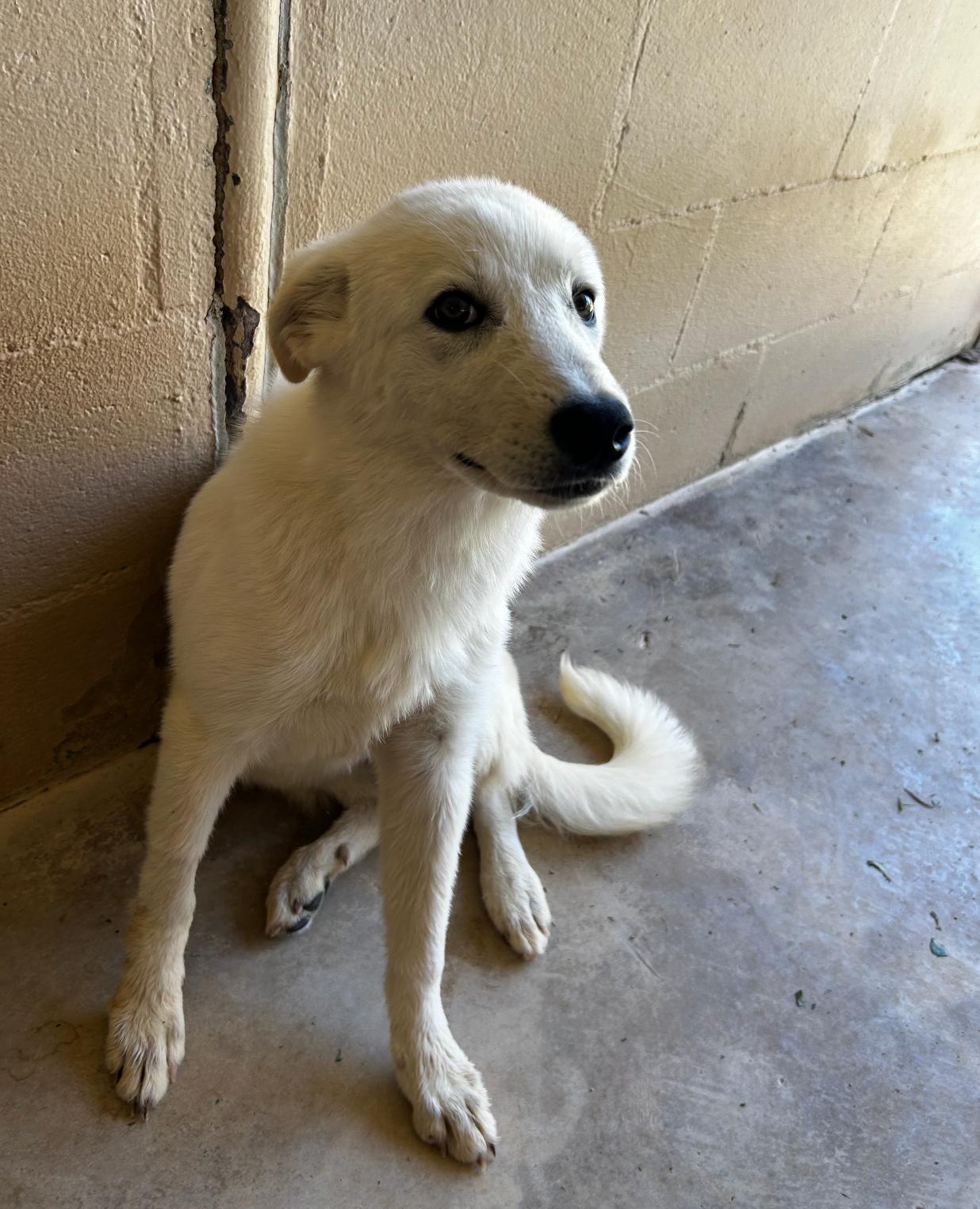 Enlarge Jewel, a Adoptable mixed breed in Blue Springs, MO image 1/1