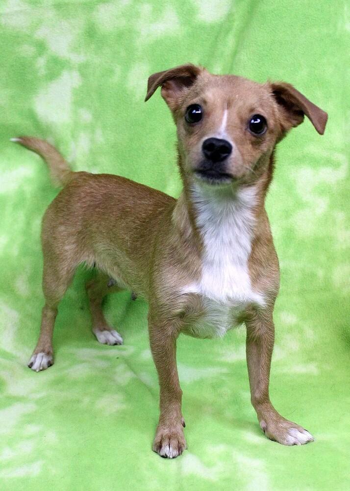 MISO, Adoptable, Adult Female Chihuahua.