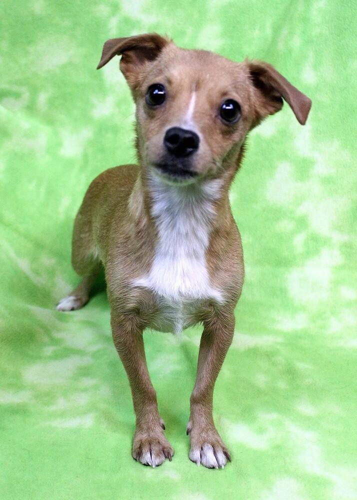 MISO, a Adoptable mixed breed in Broomfield, CO image 2/2