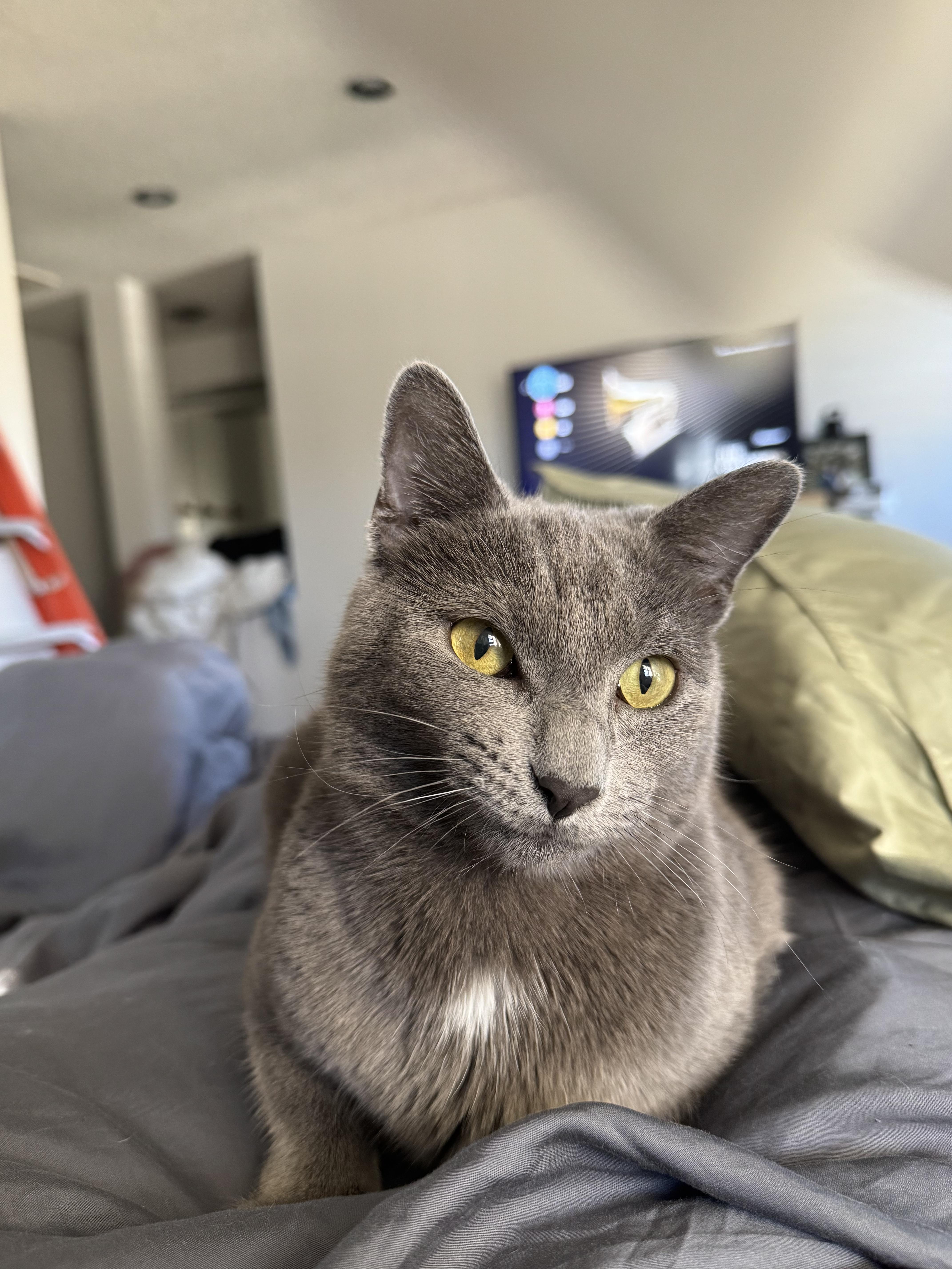 Enlarge Merry & Tipsy, a ADOPTABLE Domestic Short Hair in Boston, MA image 1/3