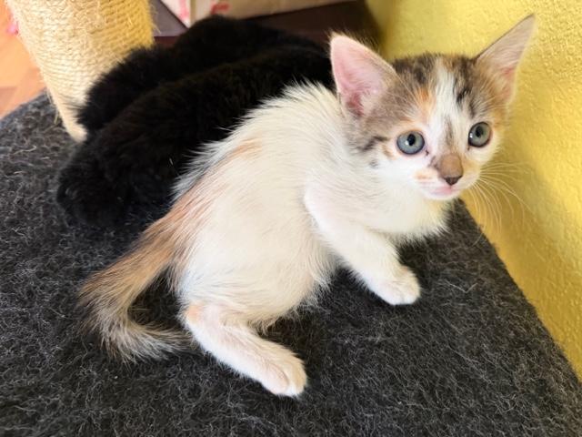 Enlarge Suki and Siblings, a ADOPTABLE mixed breed in Monrovia , CA image 3/5
