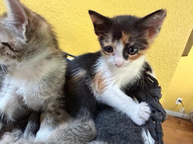 Enlarge Suki and Siblings, a ADOPTABLE mixed breed in Monrovia , CA image 4/5