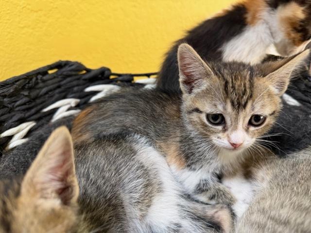 Enlarge Suki and Siblings, a ADOPTABLE mixed breed in Monrovia , CA image 2/5