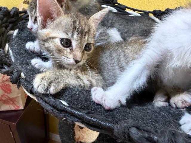 Enlarge Suki and Siblings, a ADOPTABLE mixed breed in Monrovia , CA image 5/5