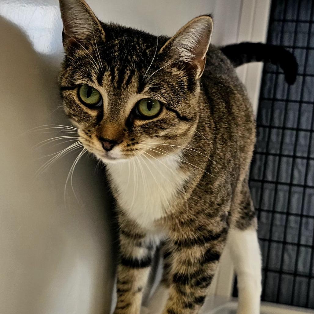 Big Mac, Adoptable, Young Female Domestic Short Hair.