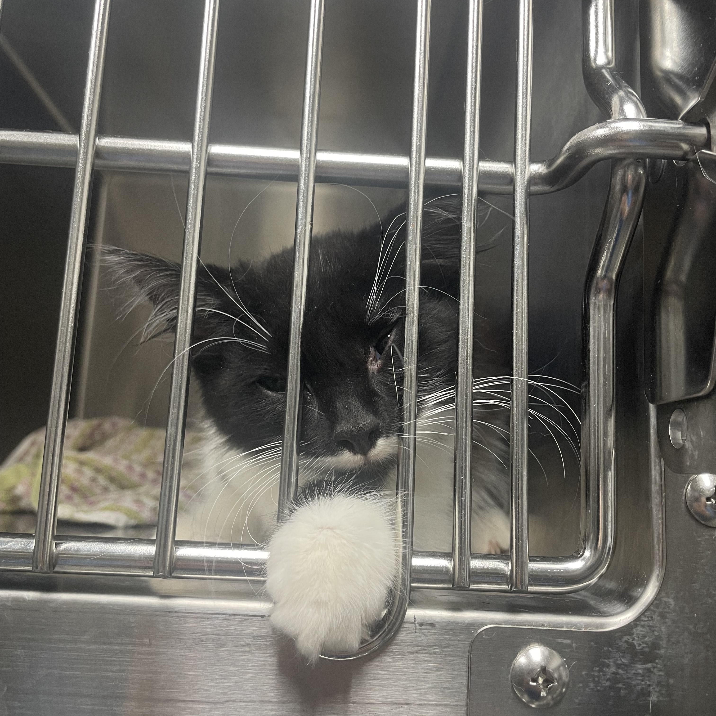 Elliot (Ellie), adopted, Kitten Female Domestic Long Hair.