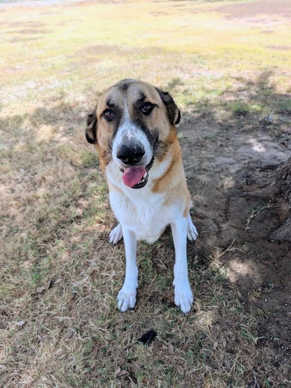 Enlarge Rose, a Adoptable Anatolian Shepherd in Denver , CO image 3/5