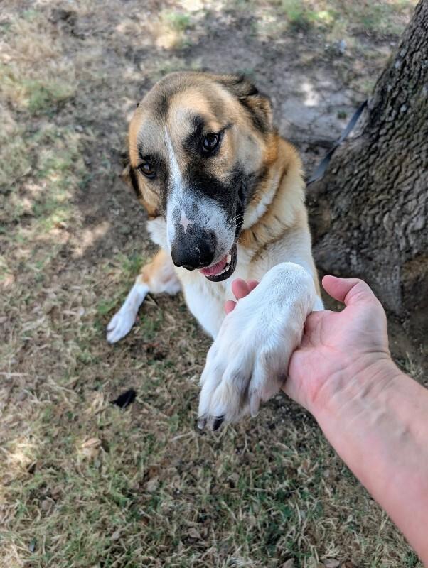 Enlarge Rose, a Adoptable Anatolian Shepherd in Denver , CO image 2/5