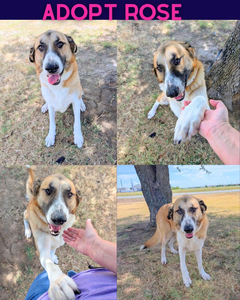 Rose, Adoptable, Adult Female Anatolian Shepherd.