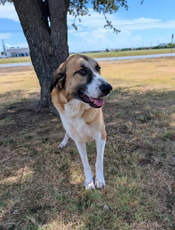 Enlarge Rose, a Adoptable Anatolian Shepherd in Denver , CO image 4/5
